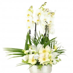 4 dal orkide arajmanı