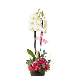 Beyaz Orkide Aranjmanı